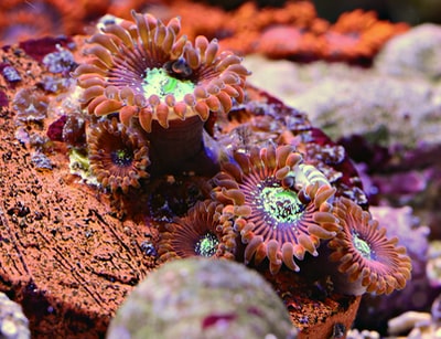 水下橙海葵